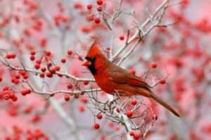 The vibrant Northern Cardinal, a red bird commonly found in Florida, is a vibrant and colorful bird.