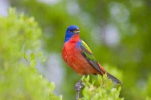 The painted bunting, a vibrant red bird commonly found in Florida, is a colorful and distinctive bird.