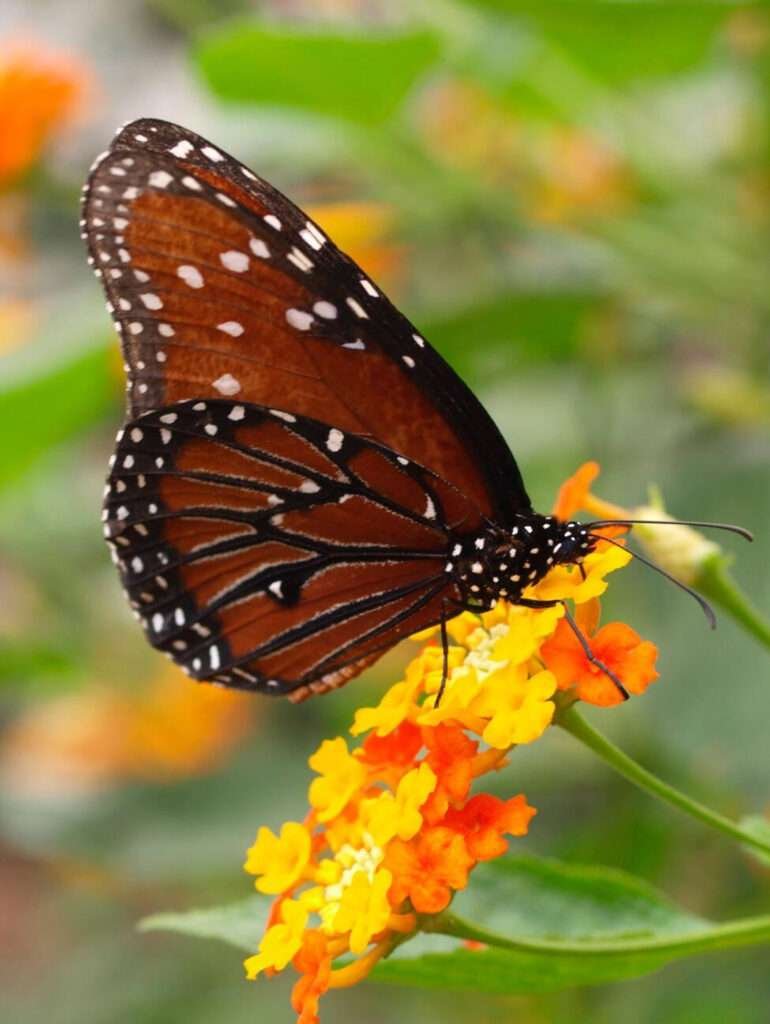 The image depicts a close-up of a brown butterfly with intricate wing patterns.