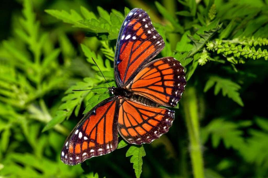 Queen Butterfly: Stunning butterfly displaying its distinctive wing markings