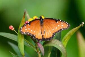 The Queen Butterfly is a majestic butterfly with rich brown wings and white spots.