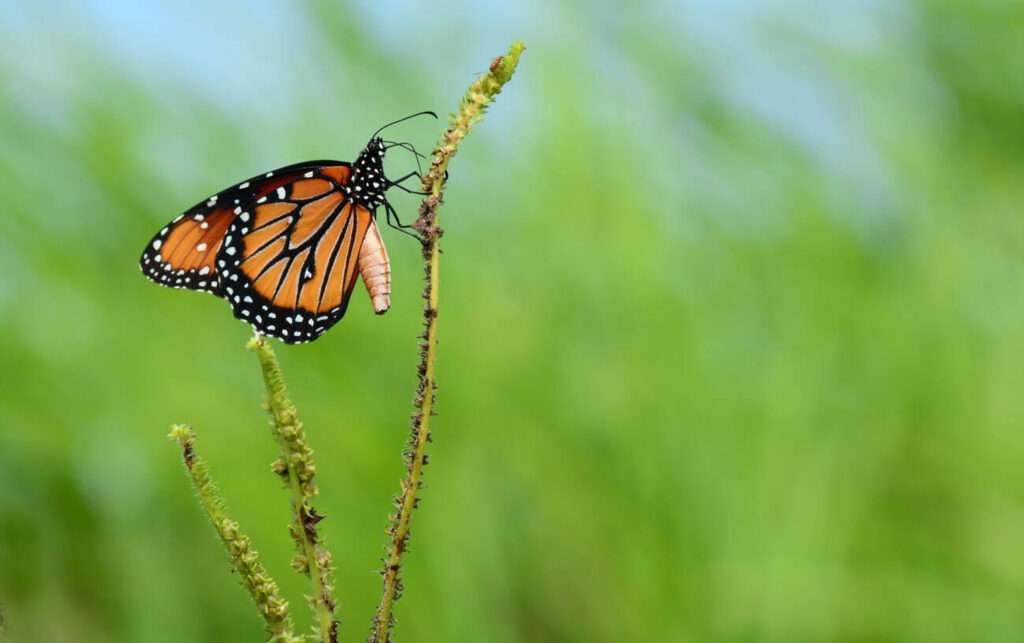 The Queen Butterfly is a stunning butterfly that is gracefully resting on a green leaf.