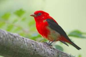 The Scarlet Tanager is a distinctive red bird commonly found in Florida.