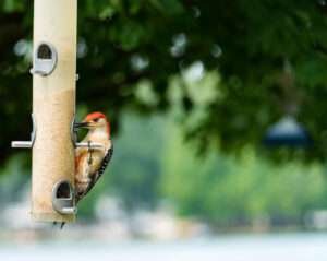 The Michigan's Woodpecker is a unique bird known for its vibrant plumage and distinctive beak.