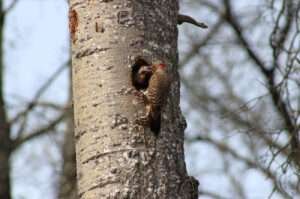 The Red-headed Woodpecker, a stunning bird with a red head and a black and white body, is found in Michigan.