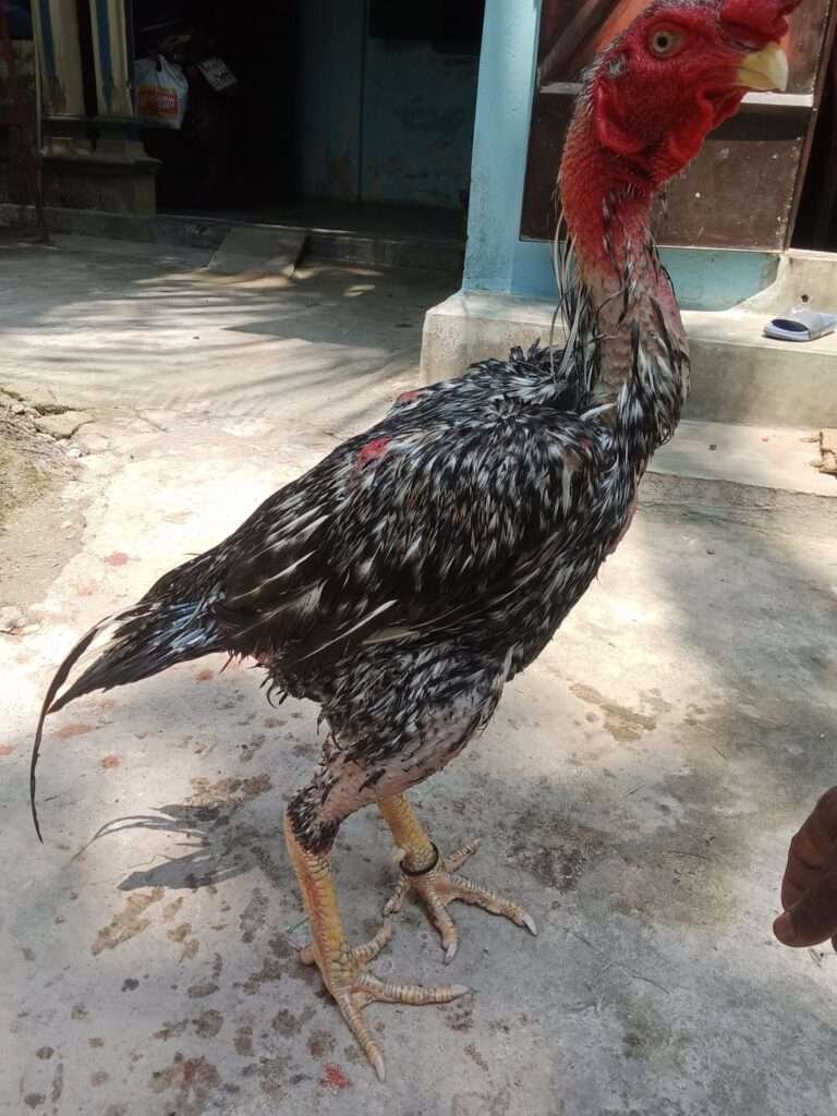 The Aseel Chicken is a robust and muscular bird renowned for its unique appearance and historical heritage.