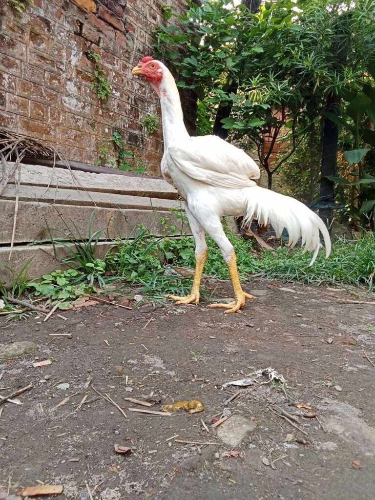 The Asil Chicken is a unique breed known for its powerful stance and striking features.