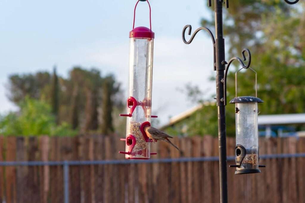 A bird feeding station is a tall pole with attached feeders in a garden setting.