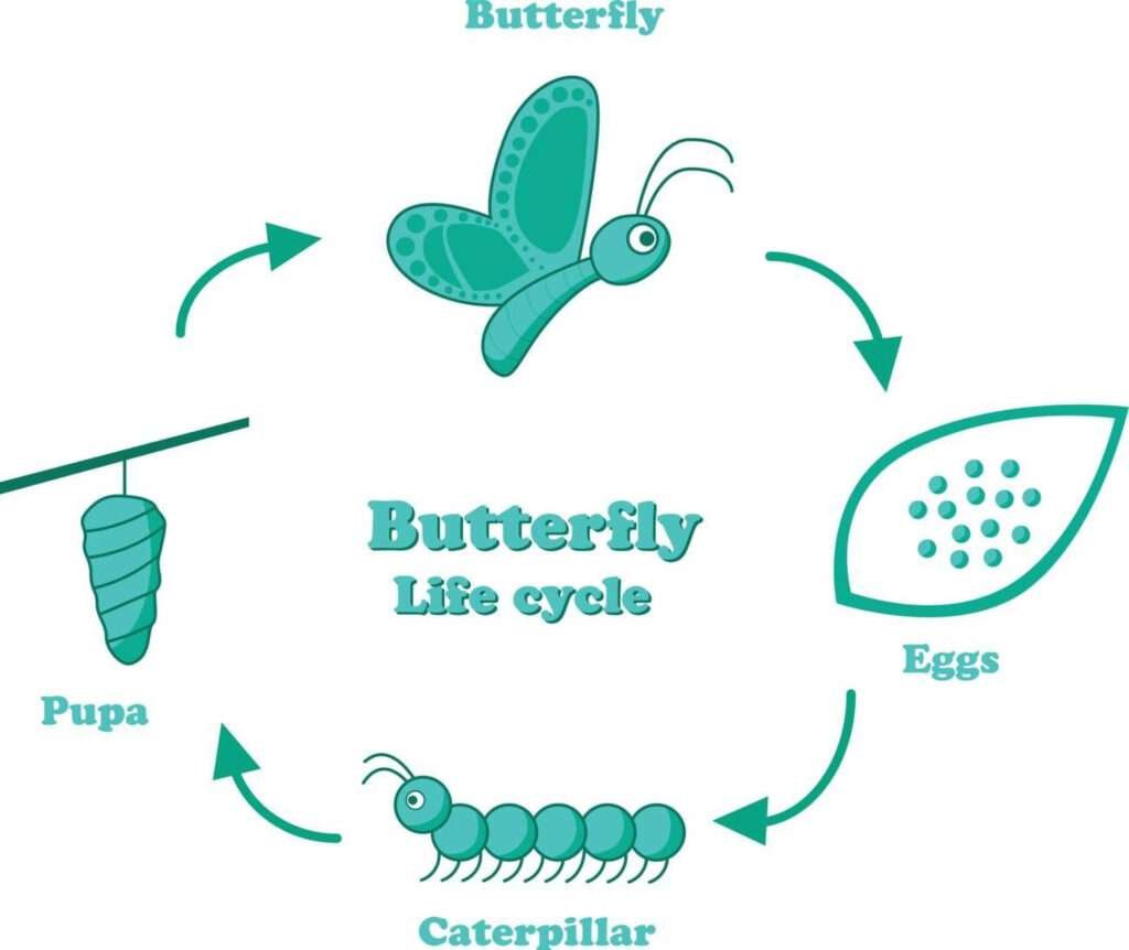 The diagram provides a detailed explanation of the anatomy of a butterfly, including its wings, antennae, and body structure.