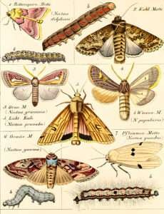 This text provides a detailed illustration of the various parts of a butterfly.