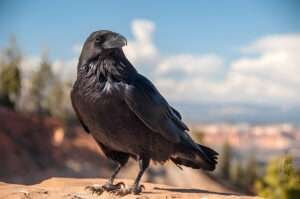 The study explores the possibility of crows mimicking human speech.