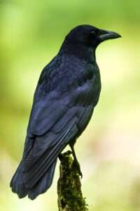 The article explores the possibility of crows vocalizing human language.