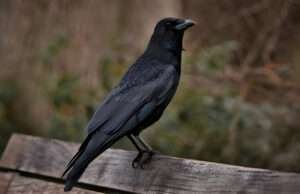 The study explores the linguistic abilities of crows through their aerial communication.