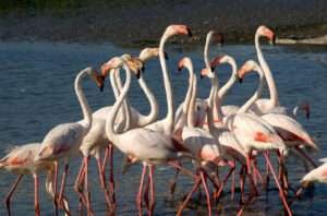 Flamingos are known to take flight over lakes, demonstrating their ability to navigate and adapt to various environments.