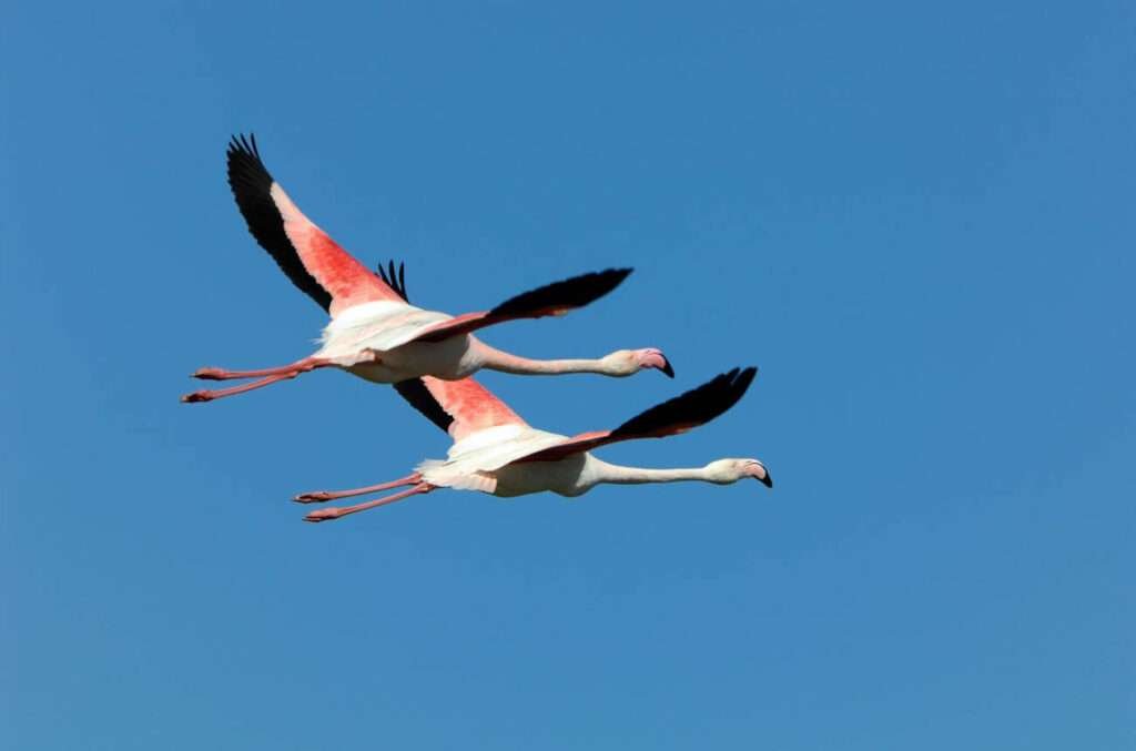 The text describes graceful flamingos soaring in the sky.