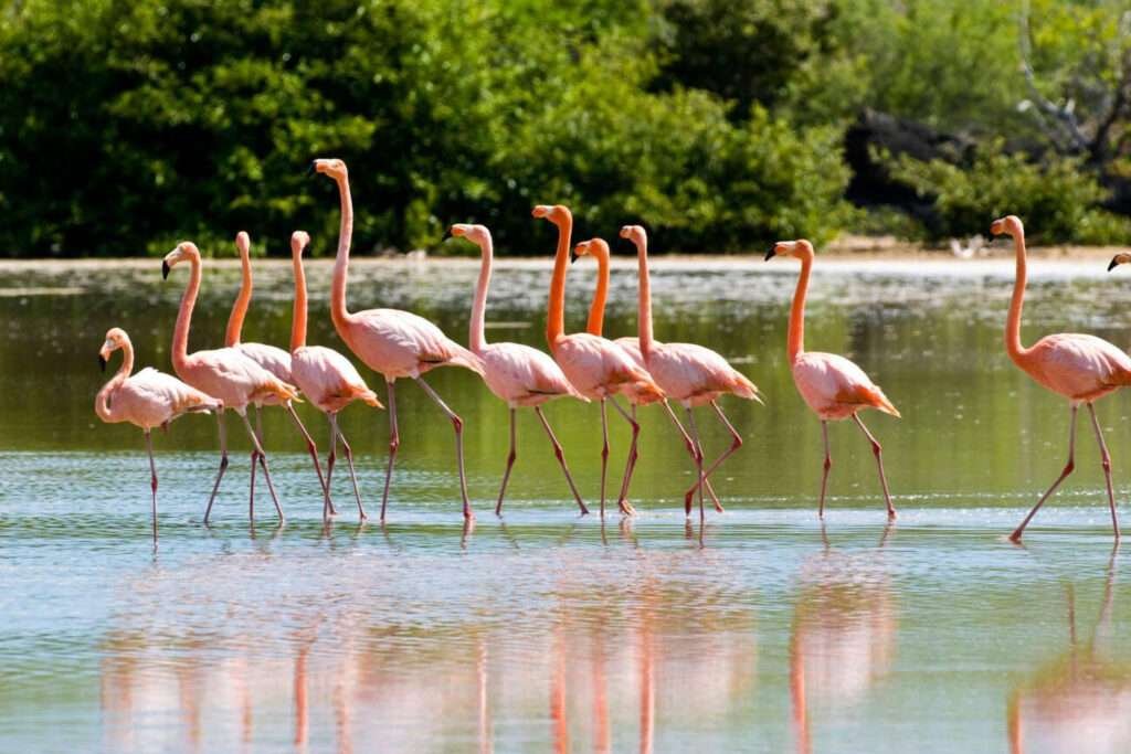 A group of flamingos are seen flying in mid-air, showcasing their impressive flying abilities.