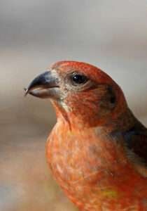 finches are small birds with elongated beaks, perched on a branch.