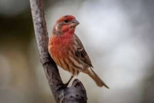 Finches in the United States