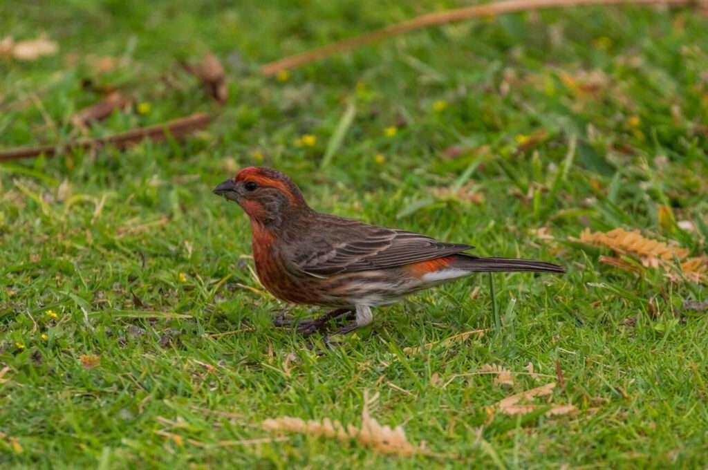 Finches in the United States