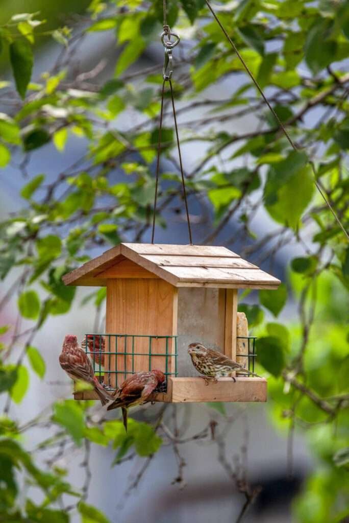 Finches in the United States