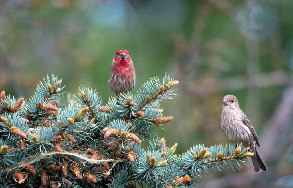 Finches in the United States