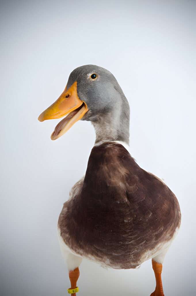 Comparing Geese and Ducks: Understanding the Differences Between These Waterfowl Species