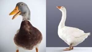 Goose and Duck Comparison: Contrasting Waterfowl Species in Nature's Realm