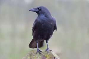 The article discusses the common presence of grackle and hawk, two distinct avian species, in urban areas.