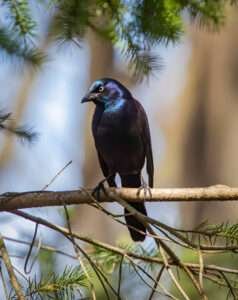 The text discusses the comparison between the Grackle and Crow, two distinct black birds with distinct features.