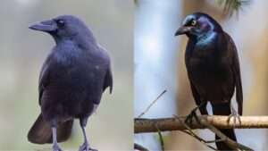 The text describes a face-off between two distinct black birds, the Grackle and the Crow, highlighting their unique characteristics and behaviors.