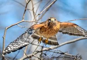 Hawk in South Carolina is a majestic bird of prey that flies through the sky.