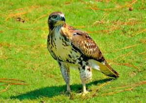 A South Carolina Hawk is observed perched on a tree branch, scanning its surroundings.