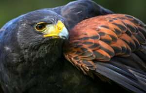 The image depicts a close-up of a hawk with detailed feathers and sharp talons from South Carolina.