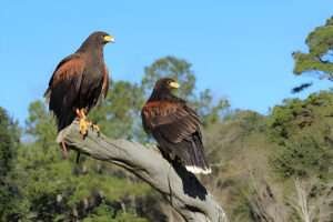 "Texas Hawks: Majestic Raptors Soaring Above the Lone Star State's Vast Skies!"