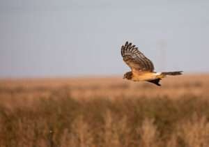 "Texas Hawks: Majestic Raptors Soaring Above the Lone Star State's Vast Skies!"