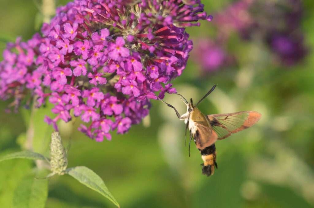 Hemaris diffinis is a day-flying moth with yellow and black body patterns.