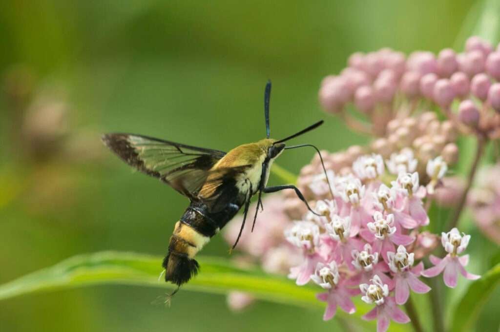 The image depicts a close-up of a clearwing moth with transparent wings.