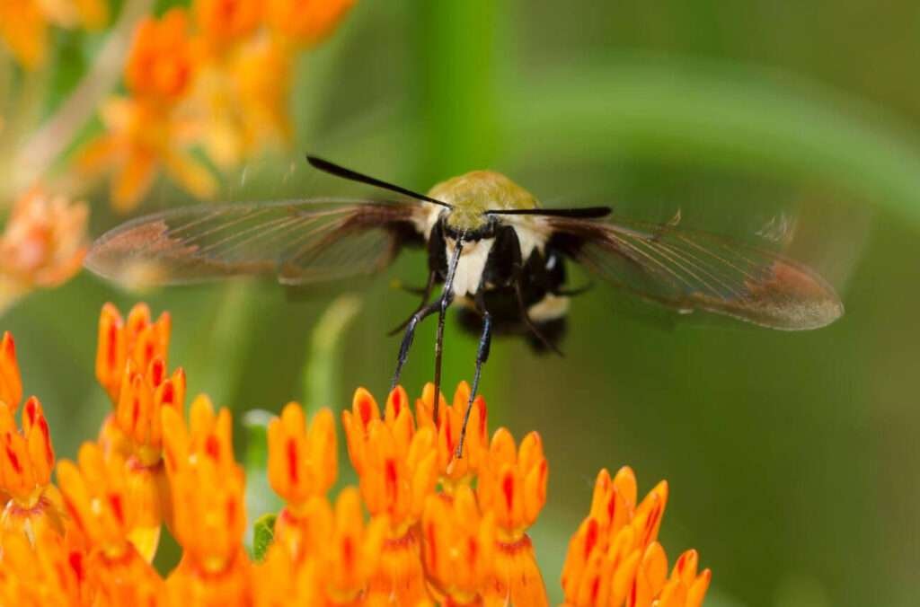 Hemaris diffinis is a clearwing moth that resembles a bumblebee in flight.