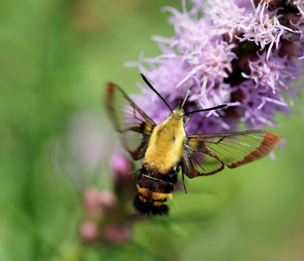 Hemaris diffinis is a moth that resembles a bumblebee and is often observed hovering near blossoms.