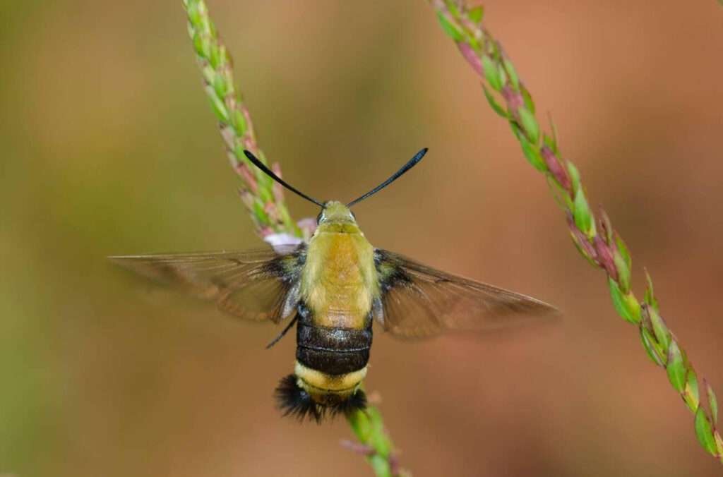 Hemaris diffinis is a bumblebee that resembles a moth, feeding on nectar from a flower.