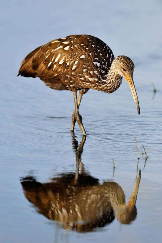 A brown and white bird, known as a limpkin, is observed searching for snails near the water's edge.