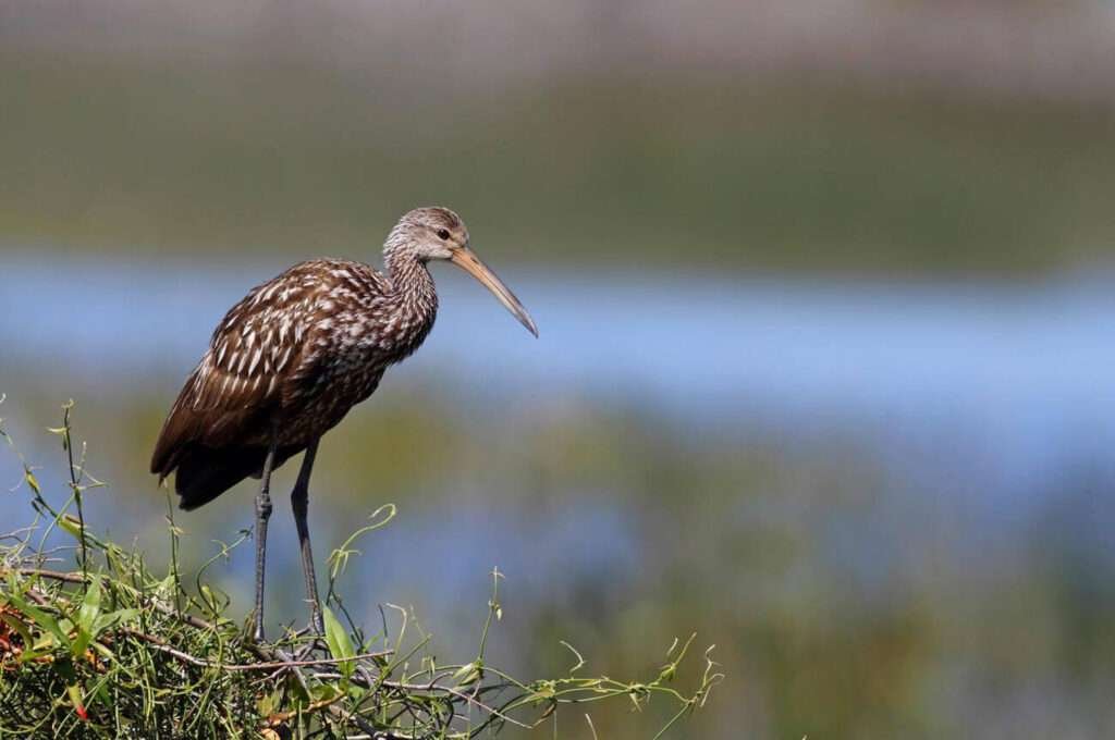 A limpkin is a wading bird with long legs and a curved beak, standing by the water.