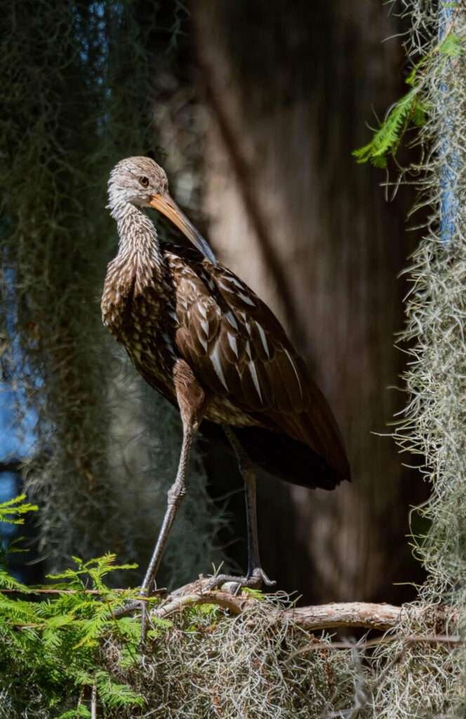 The Limpkin is a long-legged bird with a curved beak, often seen wading near a marsh.