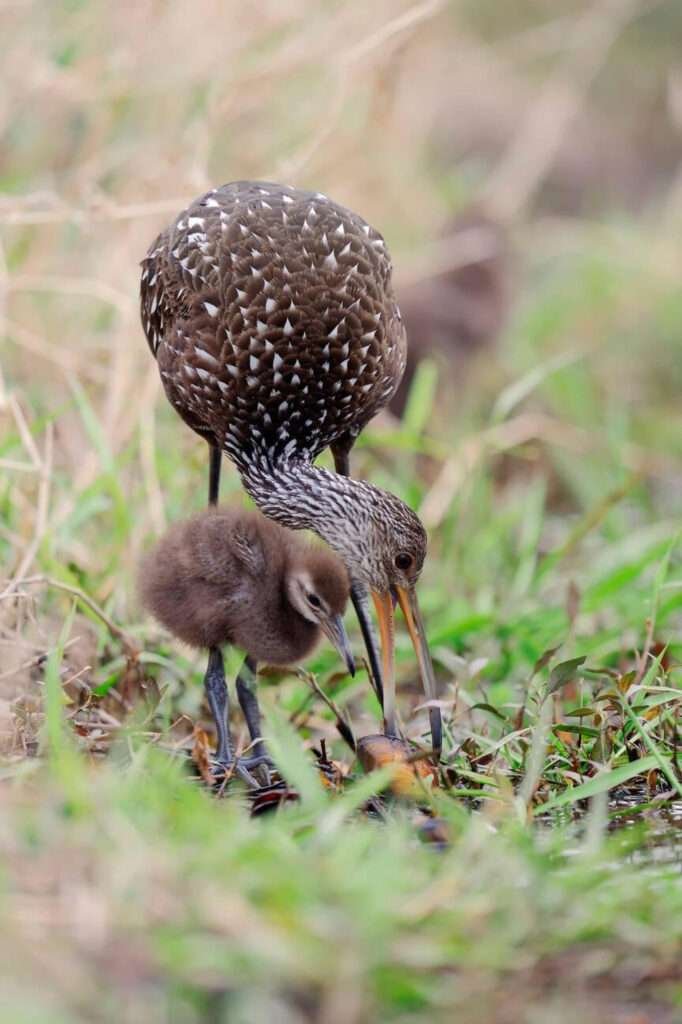 A unique bird with spotted feathers is observed standing in shallow water.