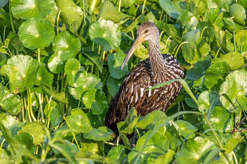 The Limpkin is a solitary bird with elongated legs and a bill, typically found in its natural habitat.