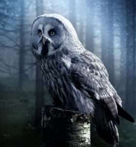 Unlocking Owl Lifespan Secrets: Discover How Long Owls Live with Expert Insights!