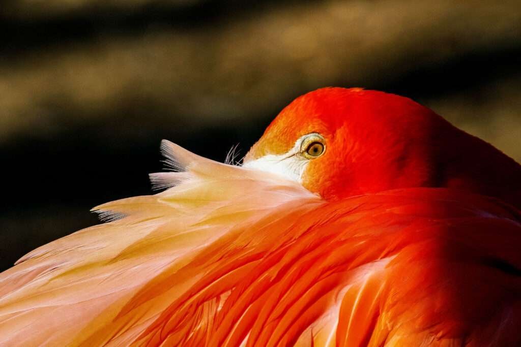 "Vibrant Red Birds in Florida: A Guide to Spotting and Enjoying These Stunning Avian Wonders!"