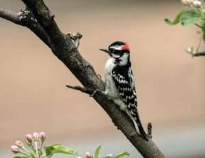 The Tiny Woodpecker is a small bird with a long, slender beak that searches for insects in tree bark