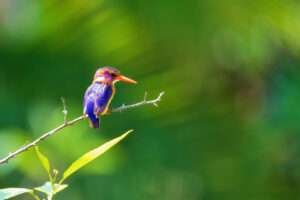 "Charming Avian Wonders: Small Birds with Long Beaks, A Delightful Addition to Any Garden or Wildlife Sanctuary!"