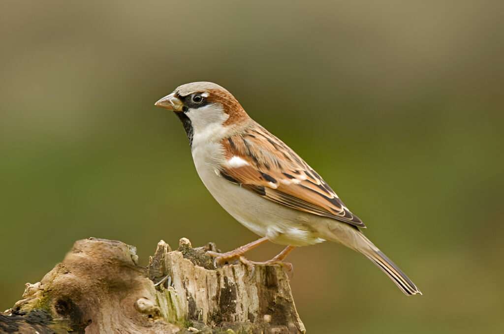 The text delves into the cultural significance and meanings of sparrows.